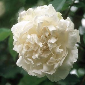 Mme Alfred Carriere Climbing/Rambling Rose 6L
