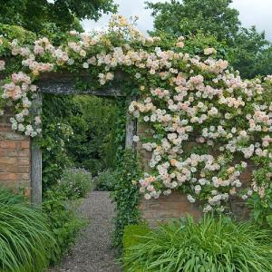 Phyllis Bide Climbing/Rambling Rose 6L