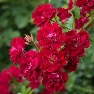 Rambling Rosie Climbing/Rambling Rose 6L