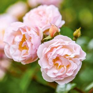 The Lady Of The Lake Climbing/Rambling Rose 6L