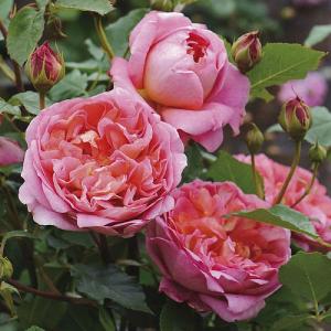 Boscobel Fragrant English Shrub Rose 6L