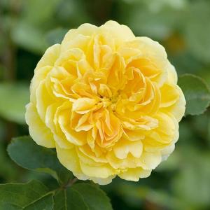 Molineux Fragrant English Shrub Rose 6L
