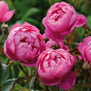 Royal Jubilee Fragrant English Shrub Rose 6L