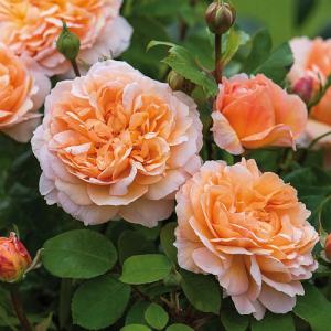 The Lady Gardener Fragrant English Shrub Rose 6L