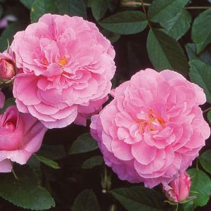 The Mayflower Fragrant English Shrub Rose 6L