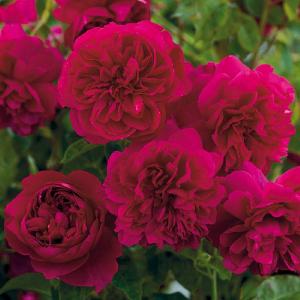Thomas A Becket Fragrant English Shrub Rose 6L