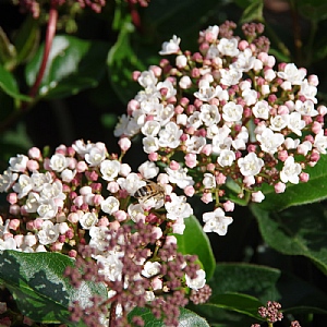 Viburnum tinus 'Lisarose'