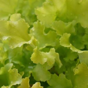Heuchera Lime Marmalade 1L