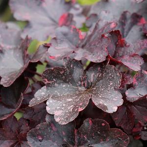 Heuchera Midnight Rose 2L