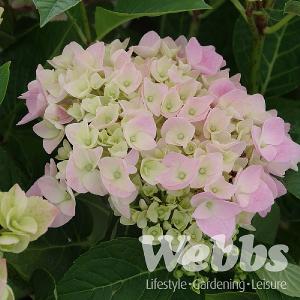 Hydrangea Pink Lollipop 5L