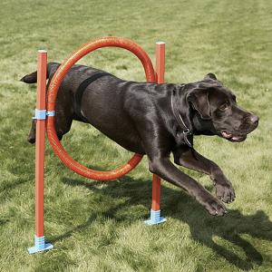 Rosewood Agility Dog Hoop Jump