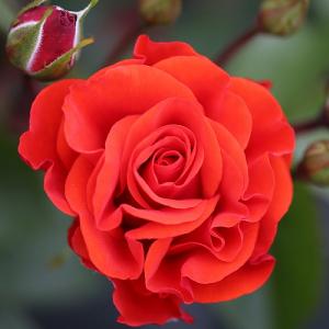 Precious Love Floribunda Rose 3L