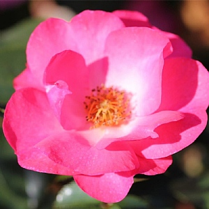 'Rosy Cheeks' Bush Rose 3L