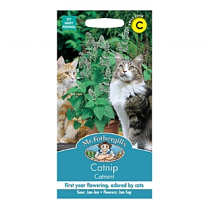 Mr Fothergills Catmint Catnip Seeds