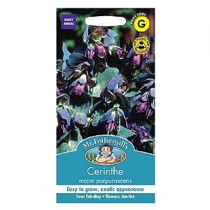 Mr Fothergills Cerinthe Major Purpurascens Seeds