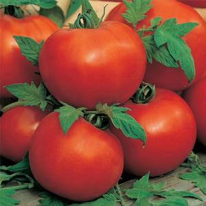 Tomato Ailsa Craig Seeds