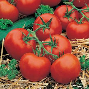 Tomato Ferline F1 Seeds