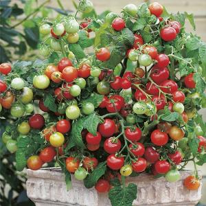 Tomato Maskotka Seeds