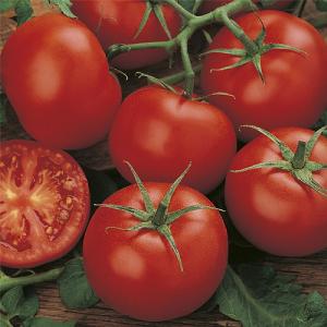 Tomato Moneymaker Seeds