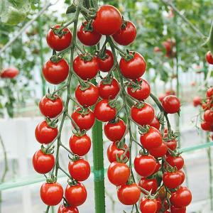 Tomato Suncherry Smile F1 Seeds
