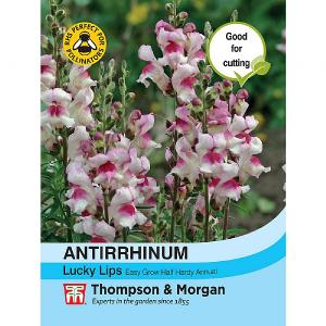 Thompson & Morgan Antirrhinum Lucky Lips