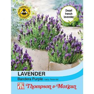 Thompson & Morgan Lavender Bandera Purple 