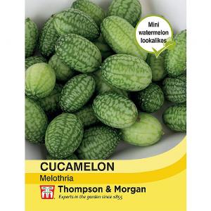 Thompson & Morgan Cucamelon