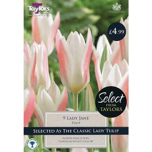 Tulip Lady Jane (9 Bulbs)