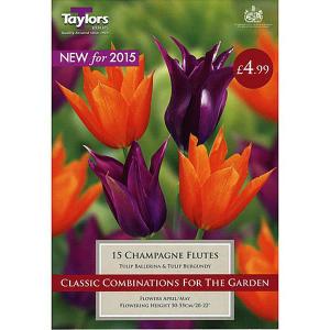 Tulip Combinations Champagne Flutes (15 Bulbs)
