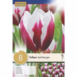 Tulip Triumph Spitsbergen (8 Bulbs)