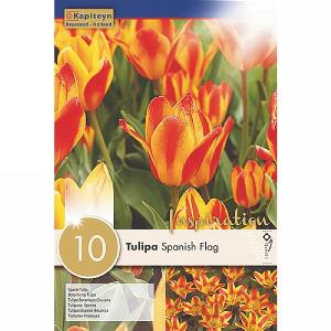 Tulipa Specie Spanish Flag (10 Bulbs)