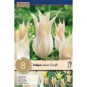 Tulip Johan Cruijff (8 Bulbs)