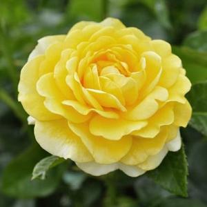 Happy Golden Wedding Floribunda Rose 3L