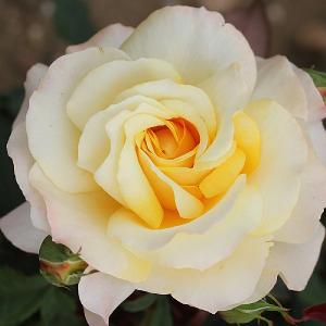 Sunny Sky Hybrid Tea Rose 3L