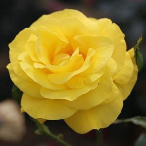 Golden Wedding Floribunda Rose 4.5L