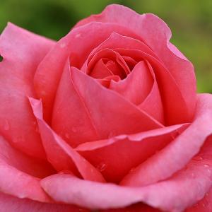 Special Anniversary Hybrid Tea Rose 4.5L