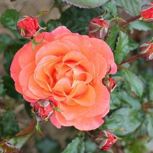 For You, With Love Floribunda Rose 3L