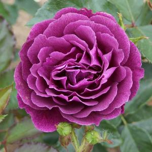 Ebb Tide Floribunda Rose 3L