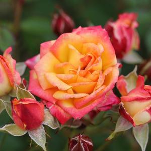 Little Sunset Patio Rose 3L