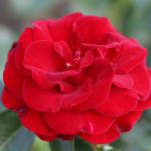 Ruby Romance Patio Rose 3L