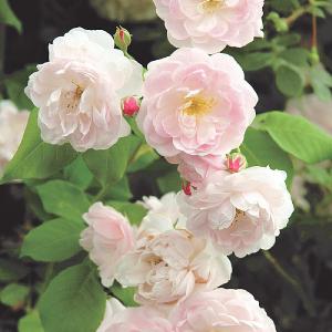 Blush Noisette Climbing Rose 4L