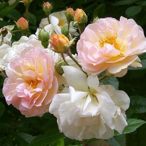 Ghislaine de Feligonde Rambling Rose 4L