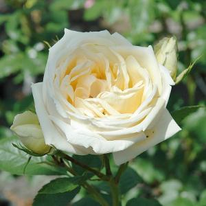 Countess of Wessex Shrub Rose 4L