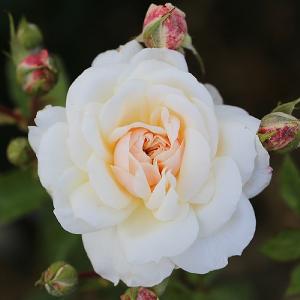 Queen's Jubilee Shrub Rose 4L