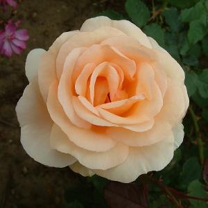 The Churchill Rose 4L