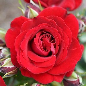 'Ruby Romance' Standard Patio Rose 7.5L