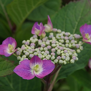 Hydrangea Blackberry Pie 5L
