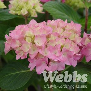 Hydrangea 'Sweet Cupcake'