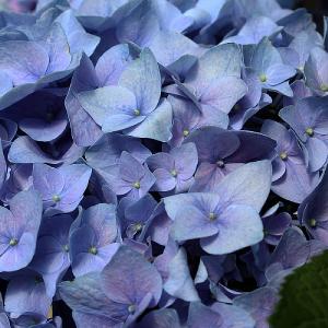 Hydrangea 'Sweet Marshmallow'