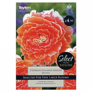 Begonia Expresso Sugardip Apricot - 3 Bulbs
